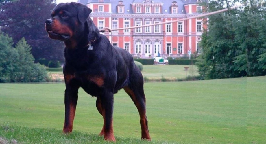 balans Voorkeur Garantie Rottweilers Hexental Belgium | vom Schloss Hexental