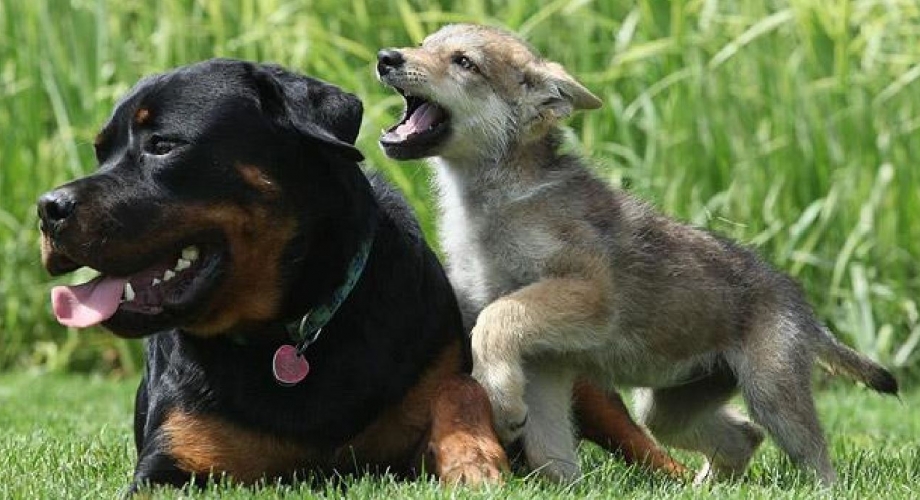 belgian rottweiler