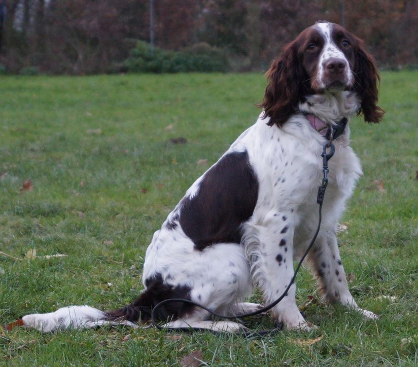 ENGELSE SPRINGER SPANIEL PUPS, FOKKER, HYBRIDE BLOEDLIJN DUITS/ENGELS, JACHTHONDEN, GUNDOGS